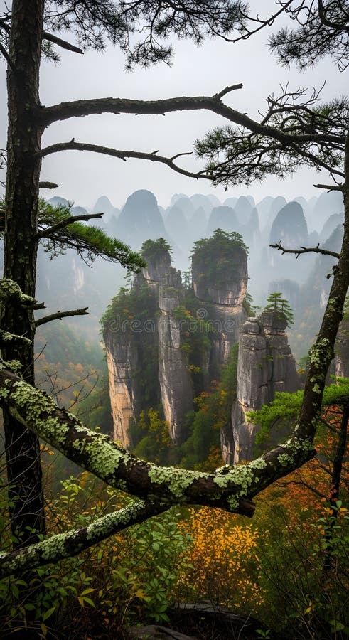 Sandstone pillar of Zhangjiajie framed by a twisted pine in morning mist